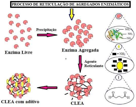 a velocidade de agitação, concentração de proteínas, além da concentração de glutaraldeído (GARCIA-GALAN et al., 2011).