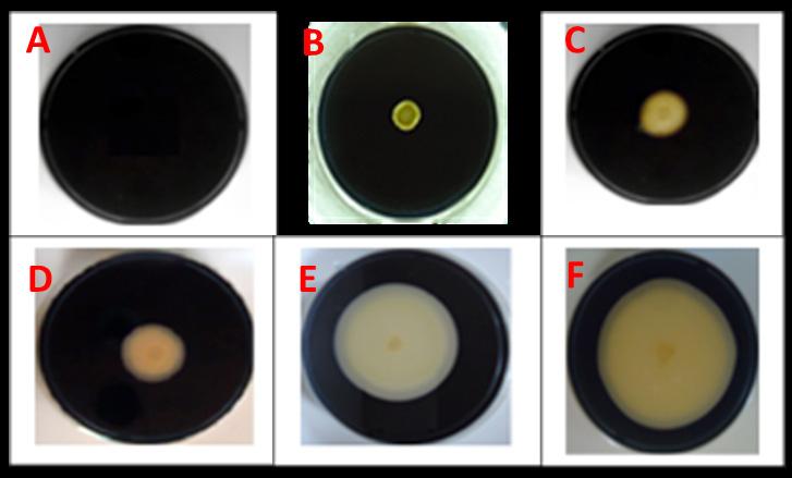 Figure 01- halo formation on plates stained with Lugol s solution.