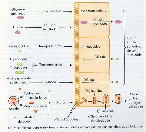 Esquema