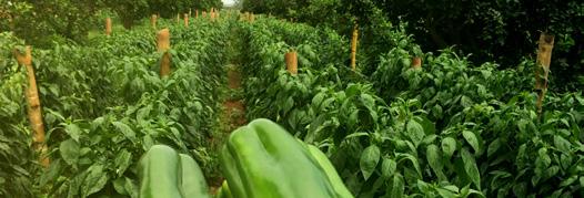 Pimentão Híbrido IMPACTO Resistente ao TSWV e a Mancha Bacteriana Colheita concentrada Ciclo médio de 110 a 120 dias. Plantas altas e vigorosas com ótima cobertura foliar.