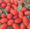 Tomate Tomate Tomate Híbrido AP529 Tomate híbrido para processamento industrial Alto enfolhamento Frutos periformes, muito firmes, pesando entre 110 a 120 g.