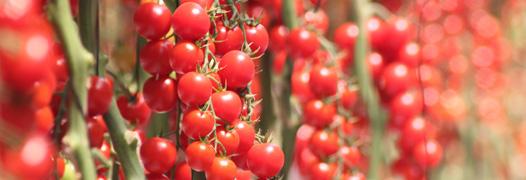 Tomate Tomate Tomate Híbrido SM-16 Excelente pegamento de frutos Planta vigorosa de crescimento determinado Tomate híbrido tradicional para o segmento de mesa, de crescimento determinado.