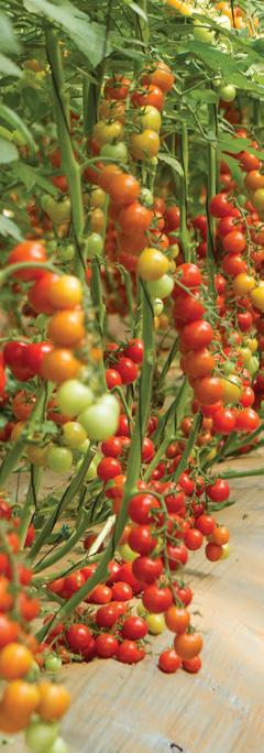 *Resistência Alta: Tomato mosaic virus, raça: 0 a 2, Fusarium oxysporum f. sp. lycopersici, raça: 1 e 2, Fusarium oxysporum f. sp. radicis-lycopersici, Pyrenochaeta lycopersici, Verticillium albo-atrum/verticillium dahliae, raça: 0.