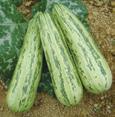 **Resistência Intermediária: Papaya ringspot virus, Watermelon mosaic virus, Zucchini yellow mosaic virus.