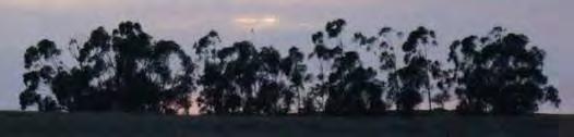 bosquete de eucaliptos dispersos, junto à ribeira da Chada Apenas indícios de presença 0 Apariça 1 bosquete de eucaliptos ao longo da estrada Castro Verde Mértola, junto a linha de água Ocasional -