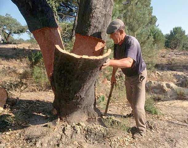 O fabrico e a comercialização de isolantes térmicos naturais (ecológicos, verdes ou sustentáveis) começa a