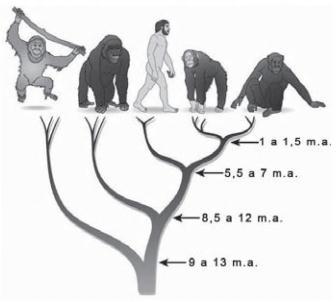 A árvore fllogenética representa uma hipótese evolutiva para a família Hominidae, na qual a sigla m.a. significa milhões de anos atrás.