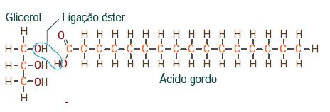 Lípidos Constituintes básicos de uma célula Funções energéticas, estruturais, protetoras, vitamínicas e hormonais Incluem gorduras,