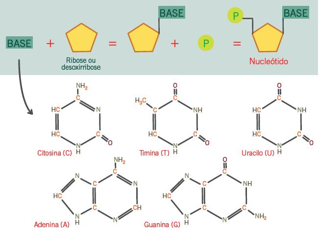 Pentose + Base azotada) DNA e RNA são responsáveis