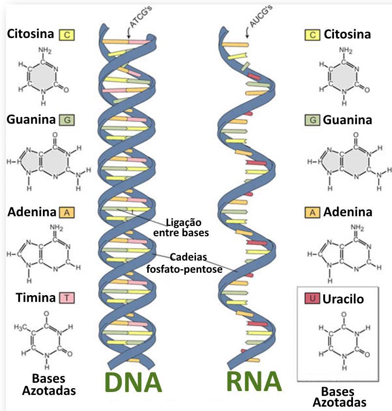 Constituintes básicos de uma célula Ácidos Nucleicos DNA vs