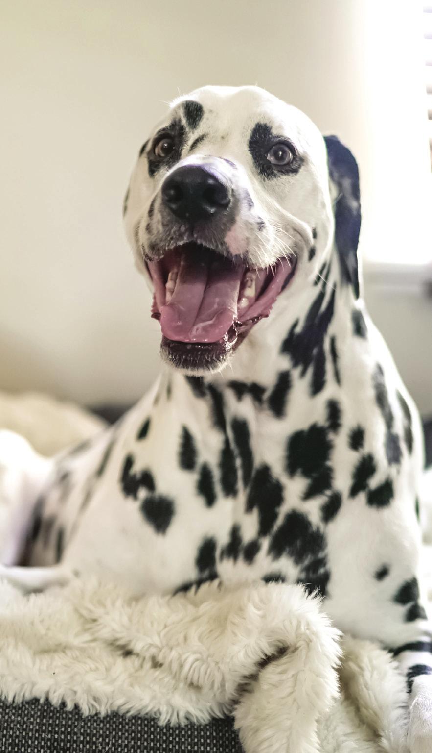 NO DIA A DIA, ESTEJA ATENTO AO BEM-ESTAR DO SEU ANIMAL Cinco Mandamentos do Bem-estar dos Animais: I. Libertar o animal de sede, fome e má nutrição; II.