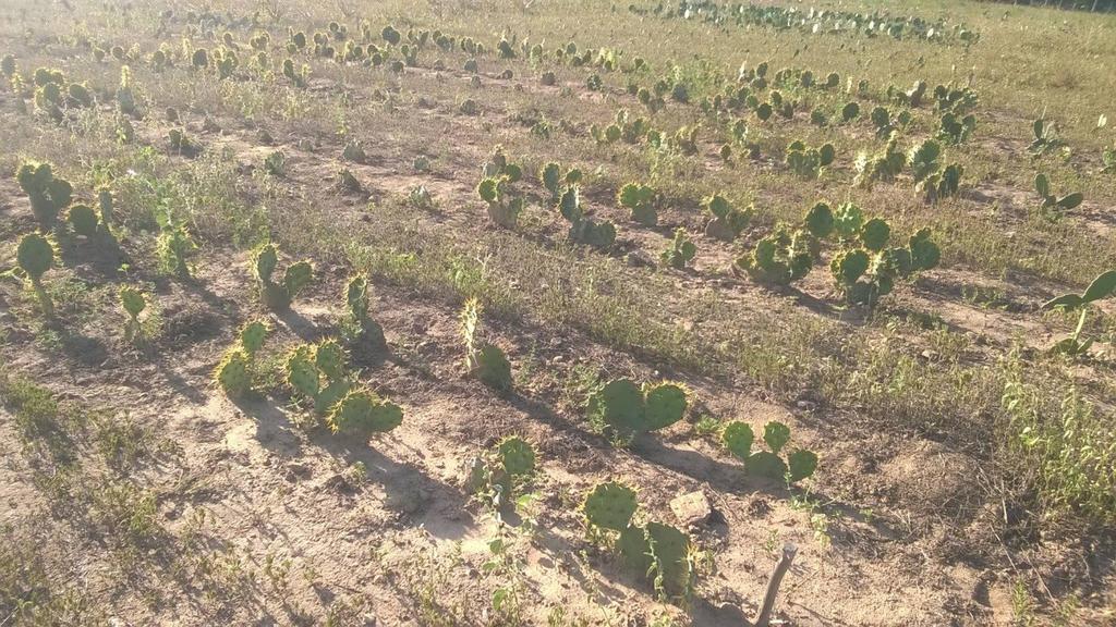 Figura 3 Área de cultivo da palma de espinho O.