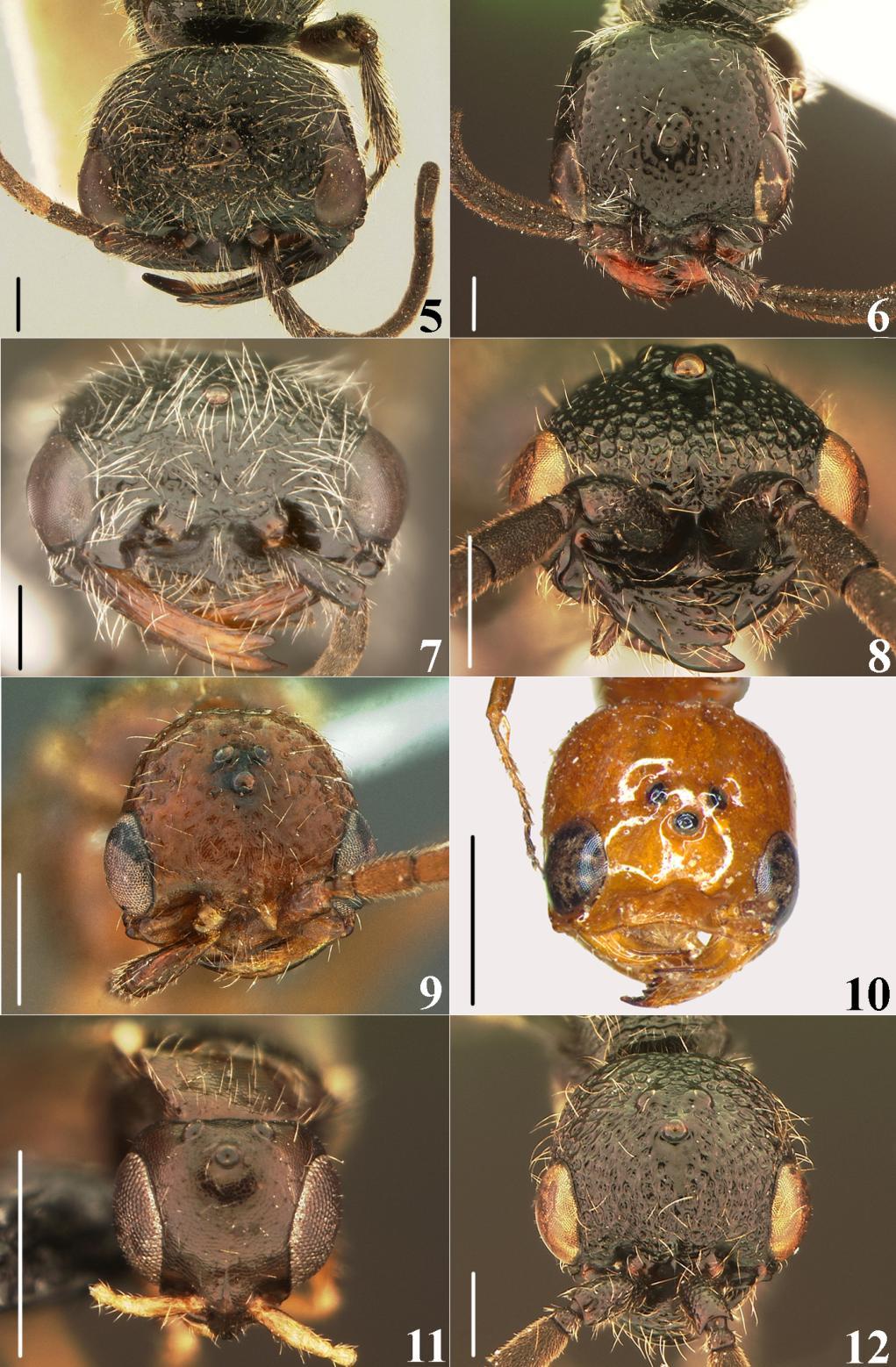 45 Figuras 5 12. Caracteres da cabeça. 5 12. Cabeça dorsal. 5. Kathepyris nyassica. 6. Neodicrogenium tuberculatum. 7.