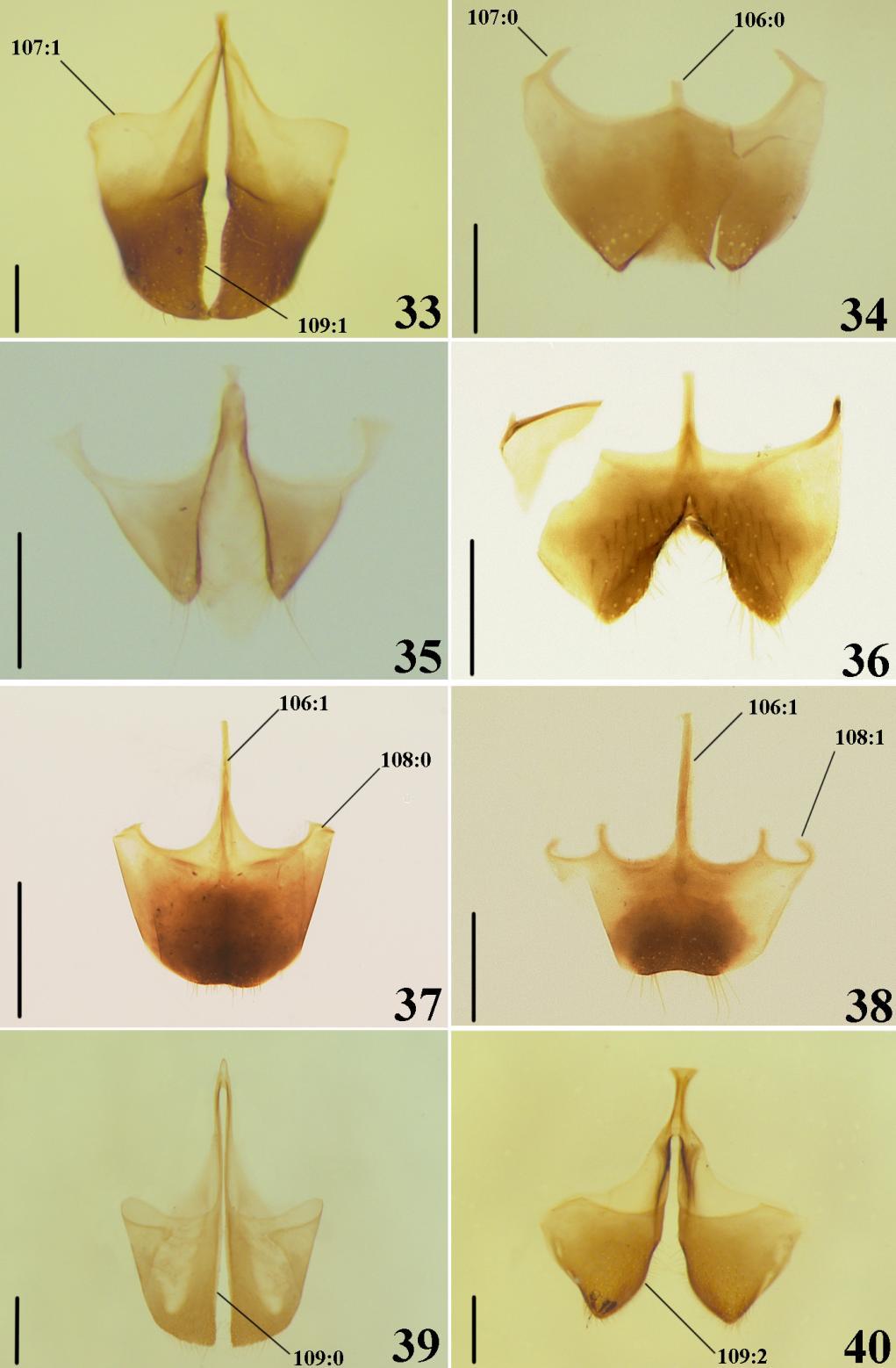 49 Figuras 33 40. Caracteres do hipopígio, vista ventral. 33. Pristocera axitiosa. 34. Prosapenesia lacteipennis. 35. Apenesia acuta. 36.