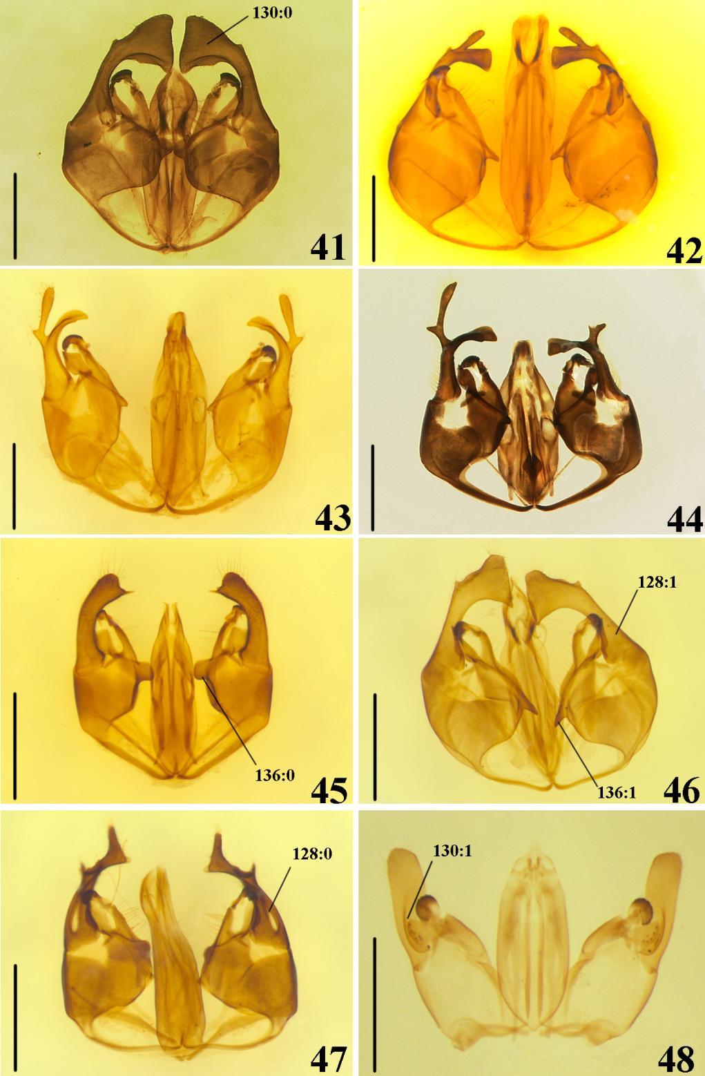 50 Figuras 41 48. Caracteres da genitália, vista ventral. 41. Kathepyris uelensis. 42. Dicrogenium auratum. 43. Diepyris congoensis.