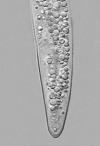 C) Cauda conóide (barra da escala = 10 µm). No mês de março, aos 30 dias após o plantio, a densidade de população de P. zeae no solo era de 218 indivíduos em 100 cm 3 das amostras (Figura 3).