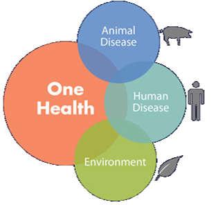 ONE HEALTH 70% das doenças são