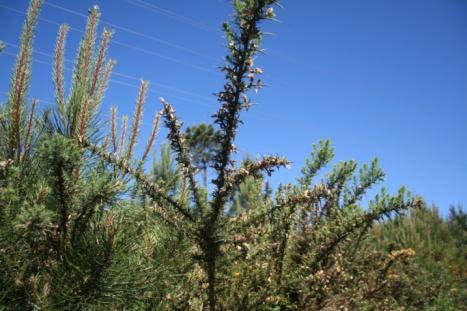 (Echium rosulatum subsp.