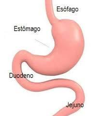 Estômago e Duodeno: Queixas mais constantes dos portadores de patologias no estômago e duodeno são: Dor em queimação, dor tipo vazio, náuseas, vômitos, soluços, eructação, distenção, anorexia,