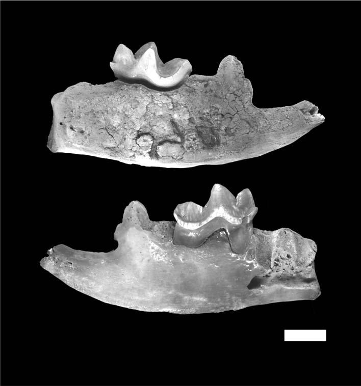 126 F.A.PERINI et al. Fig.4- Mustelidae. Lingual and labial views of MN 56855, a right mandible of Pteronura brasiliensis. Scale bar= 1cm.