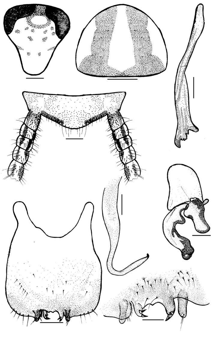 22 S.M.LOPES & A.G.GARCIA 35 36 37 38 39 41 40 42 Cariblatta tetrastylata sp.nov., holótipo!. Fig.35. cabeça, ventral; fig.36. pronoto, dorsal; fig.37. esclerito mediano, dorsal; fig.38. placa supra-anal, dorsal; fig.