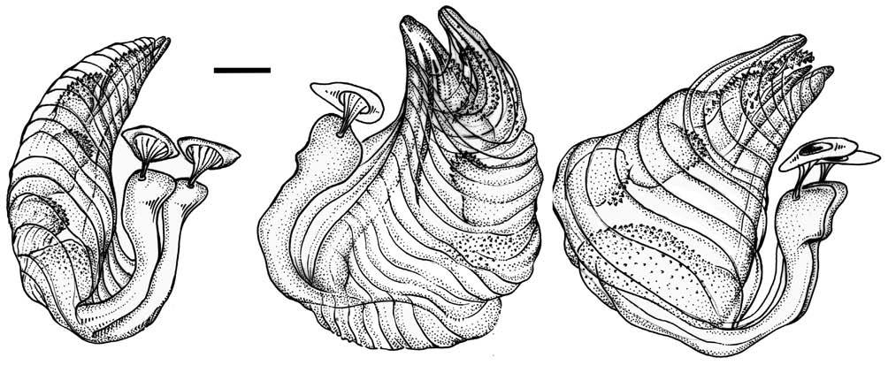 Escala = 200μm; fig.14- falosoma, vista lateral; fig.15- vista látero-ventral; fig.16- vista látero-dorsal.