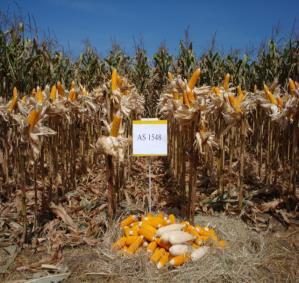 OPORTUNIDADES PRODUÇÃO DE SEMENTES DE CEREAIS EM ESPECIAL MILHO, ARROZ E SORGO PRODUÇÃO DE