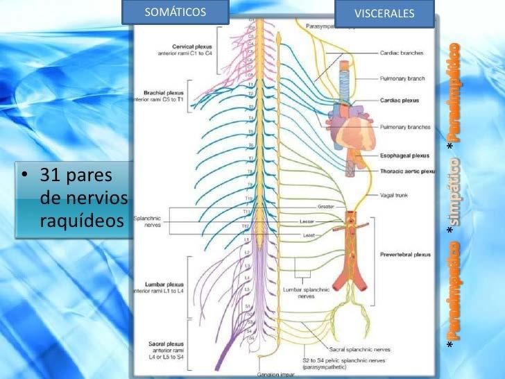 CHOQUE DISTRIBUTIVO Choque séptico que ocorre em pacientes com infecções graves.