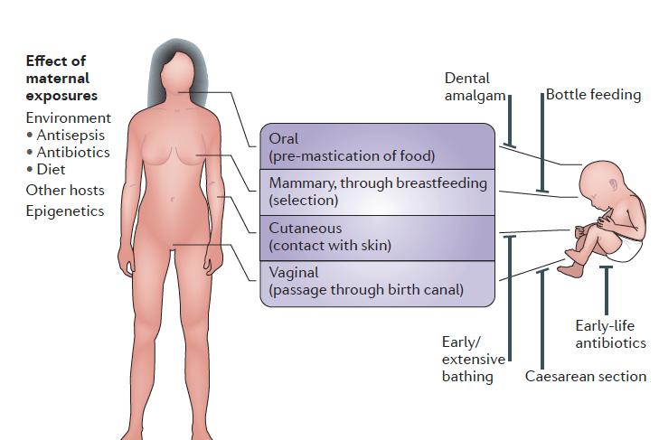 In conclusion, the results of this study confirm that lactobacilli and bifidobacteria are common members of