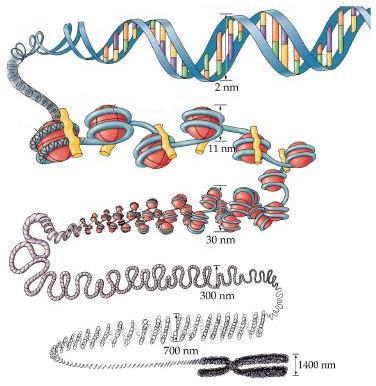COMPACTAÇÃO CROMOSSÔMICA DNA