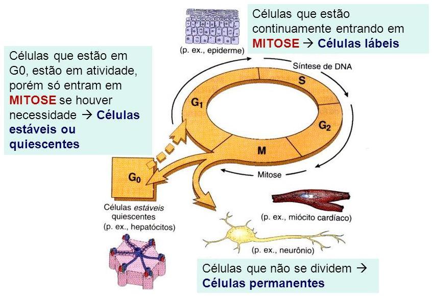 Obs.: Período G0 (G zero): Em tecido cujas células se dividem muito raramente ou nunca