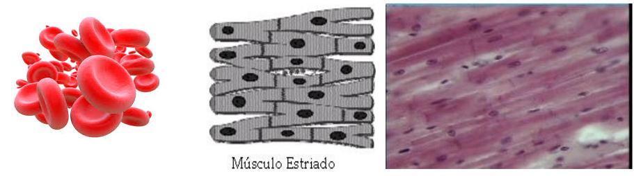 QUANTIDADE POR CÉLULA Normalmente único (células uninucleadas) Ausente (células anucleadas) Ex.