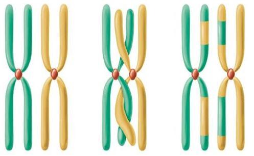 CROSSING-OVER OU PERMUTAÇÃO Troca de segmentos entre cromátides não-irmãs de cromossomos homólogos Importância: