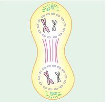 TELÓFASE I Cromossomos separados em dois lotes, um em cada polo da célula.