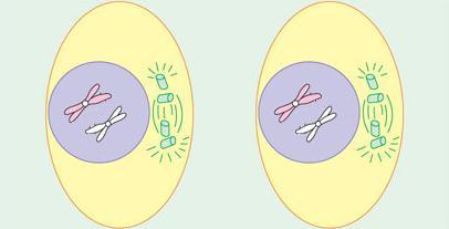 PRÓFASE II Os cromossomos já constituídos por duas cromátides começam a se condensar Os centríolos duplicados migram aos polos opostos e o fuso