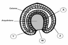 No processo acima, da região mediana do epiblasto novas células multiplicam-se e migram para as laterais do embrião formando a: a) Ectoderme b) Mesoderme c) Blastoderme d) Epiderme e) Endoderme 22.