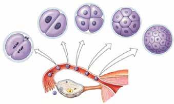 (Udesc) O desenvolvimento embrionário é diversificado entre os diferentes grupos animais, e ocorre, de maneira geral, em três fases consecutivas.