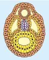 Sobre o desenho acima, não é correto afirmar: a) Representa a origem do Sistema Nervoso num embrião jovem, a partir do 18º dia, aproximadamente.