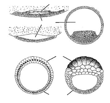 4.4. Parcial e superficial Nos artrópodos, a clivagem do ovo ocorre de forma bem distinta das demais já descritas.