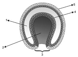 Na ilustração acima, segmentação, neurulação e gametogênese ocorrem, respectivamente, nas etapas representadas pelos algarismos 6. (UFRGS) Observe a figura abaixo que representa uma blástula.