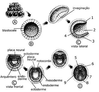a) A cavidade 1 está presente no embrião de todos os metazoários. b) Esse embrião poderia ser de um platelminto. c) A cavidade 2 origina o celoma.