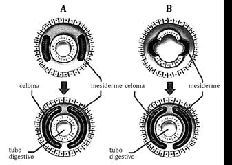 a) Mitose; blastômeros; mórula. b) Meiose; trofoblastos; embrioblasto. c) Mitose I; embrioblasto; mórula. d) Meiose II; corion; embrioblaso. e) Meiose I; pró-núcleos; blastômero. 11.