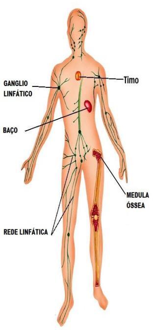 medula óssea timo ORGÃOS SECUNDÁRIOS Locais onde antígenos interagem com fagócitos