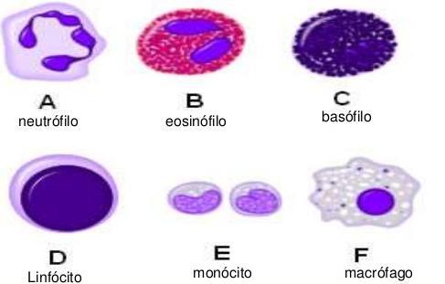 LEUCÓCITOS Chamados de glóbulos brancos Encontrados no sangue e na linfa Tipos de leucócitos: Monócitos Granulócitos Leucócitos Neutrófilo Eosinófilo Linfócito Macrófago Monócito Função Fagocitose