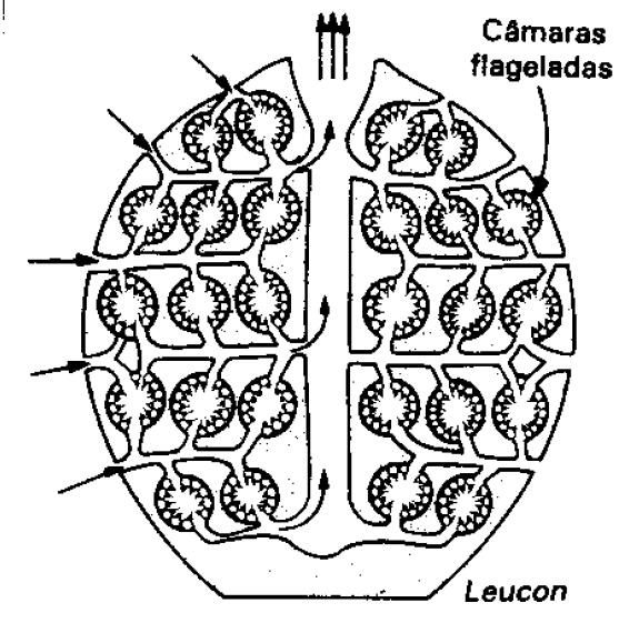 Leuconóides Mais alto grau de dobramento do corpo; Canais flagelares formam câmaras