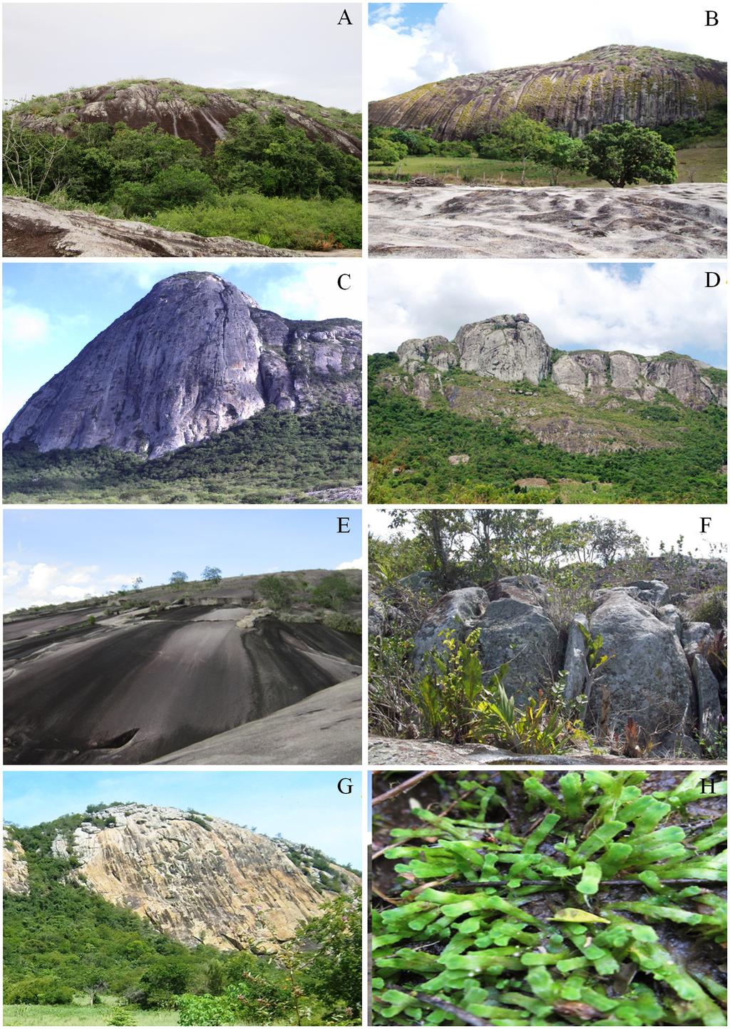 88 Silva et al.: Briófitas de Afloramentos Rochosos Figura 1. A-G. Vista geral dos afloramentos rochosos estudados no Estado de Pernambuco: A. AR1 - Camocim de São Félix; B.