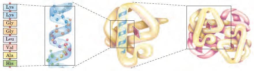 Proteínas Estrutura das proteínas Primária: Linear, aminoácidos mantidos pelas ligações peptídicas Secundária: Estrutura