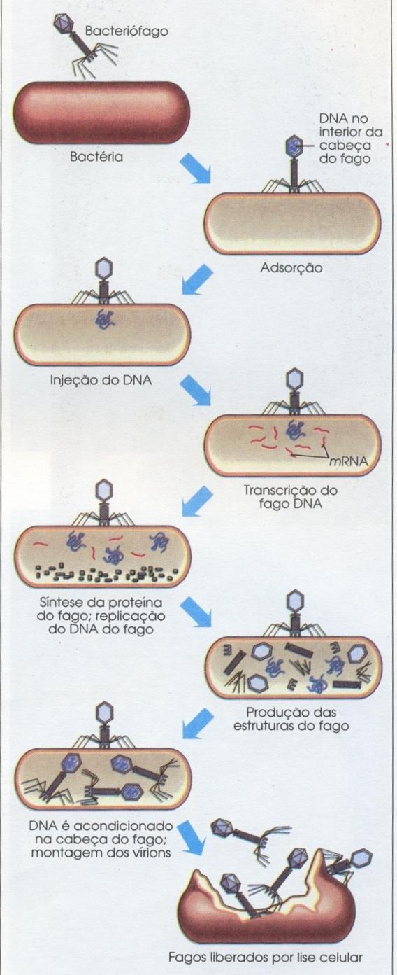 Replicação viral 12 Etapas: I. Adsorção (fixação). II. Penetração. Ciclo lítico Vírus permanece adormecido como se não tivesse invadido a célula. III.