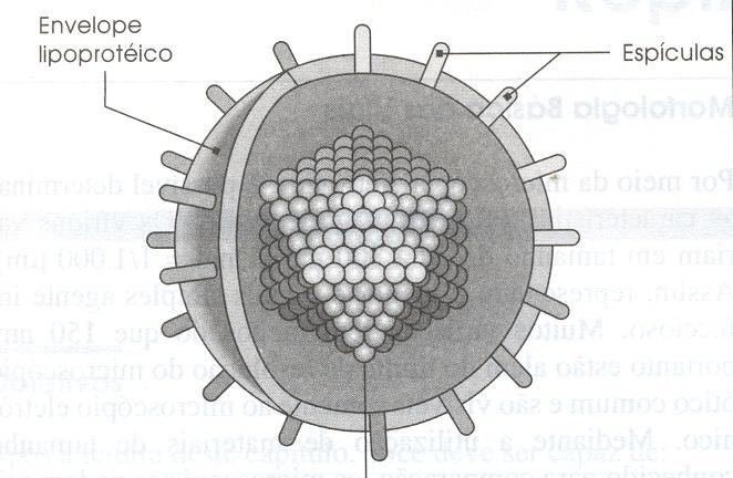 Estrutura geral de um vírion Estrutura 9 Vírion: partícula