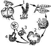 A sequência correta que representa o ciclo de vida de uma pteridófita é: a) Esporófito, liberação de esporos, gametófito, fecundação. b) Esporófito, gametófito, liberação de esporos, fecundação.